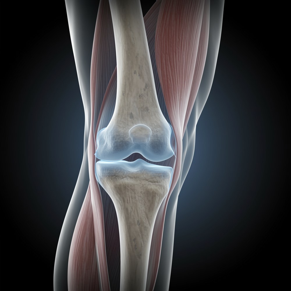 Anatomical illustration of a knee joint and surrounding cartilage